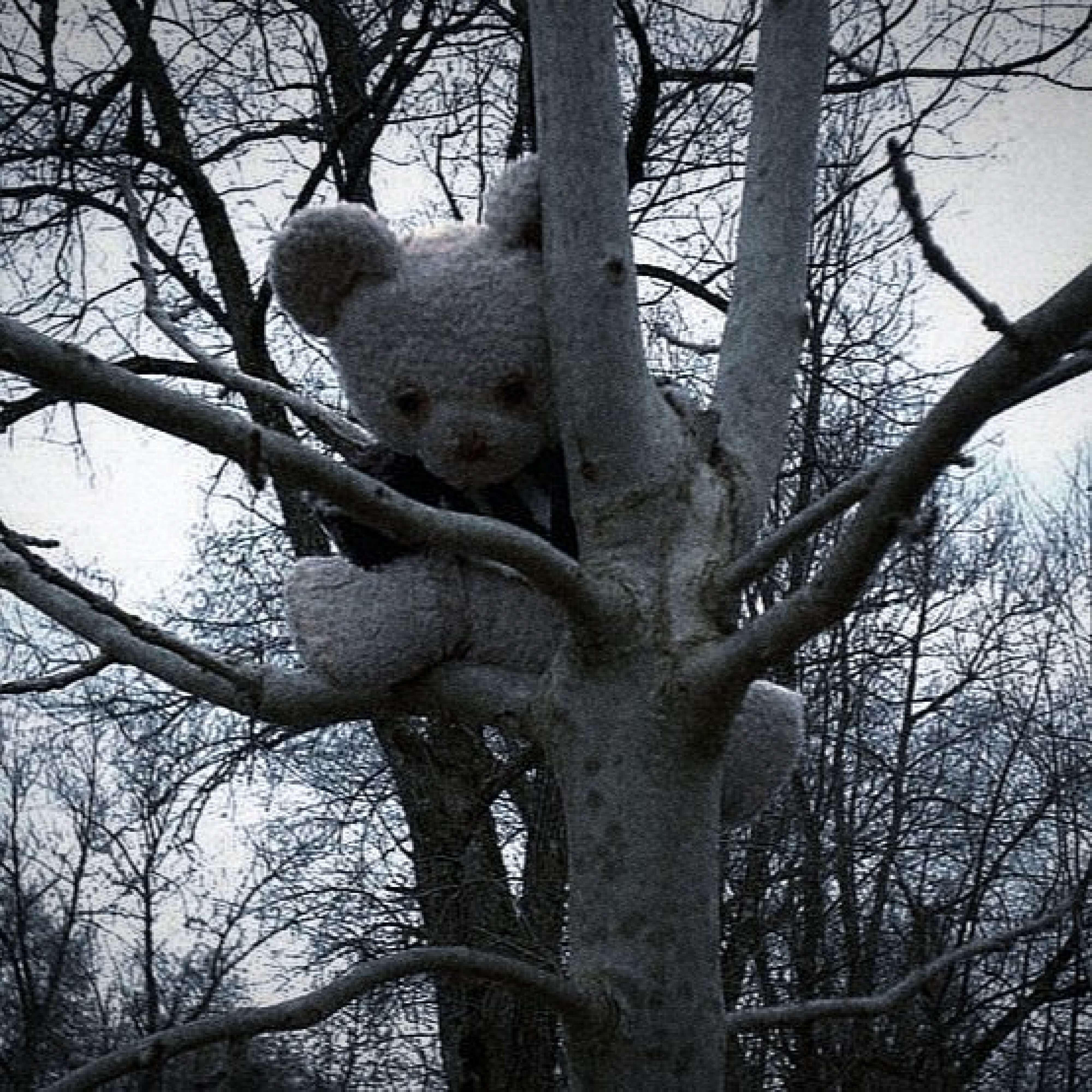 Релиз my teddy