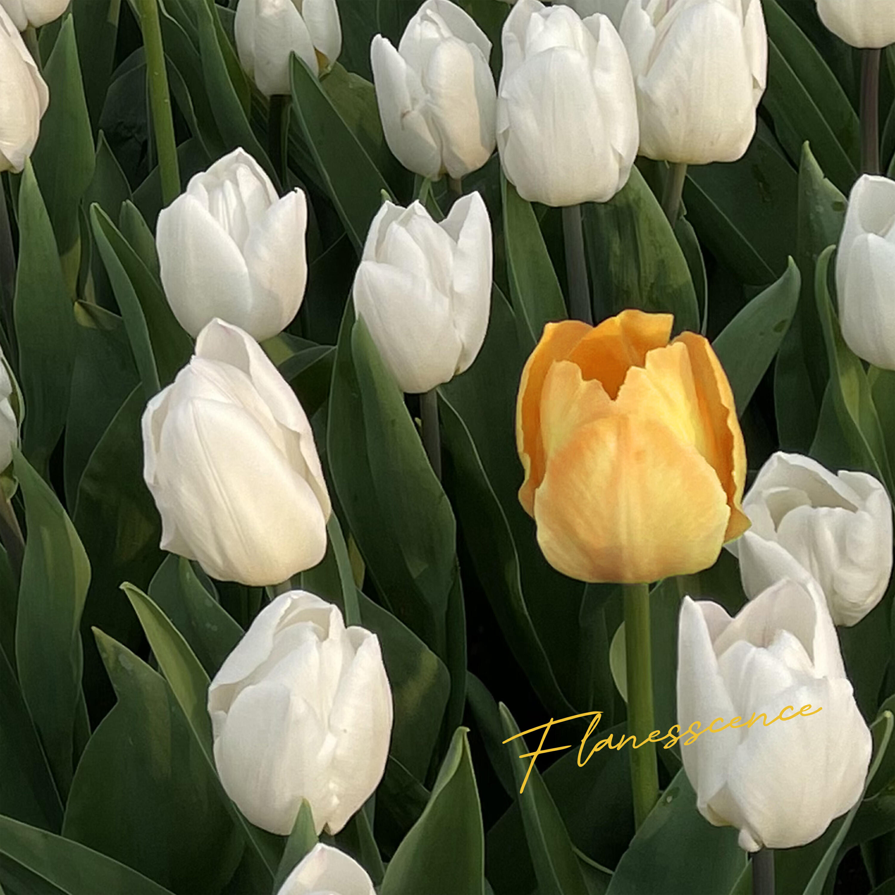 Релиз Florescence