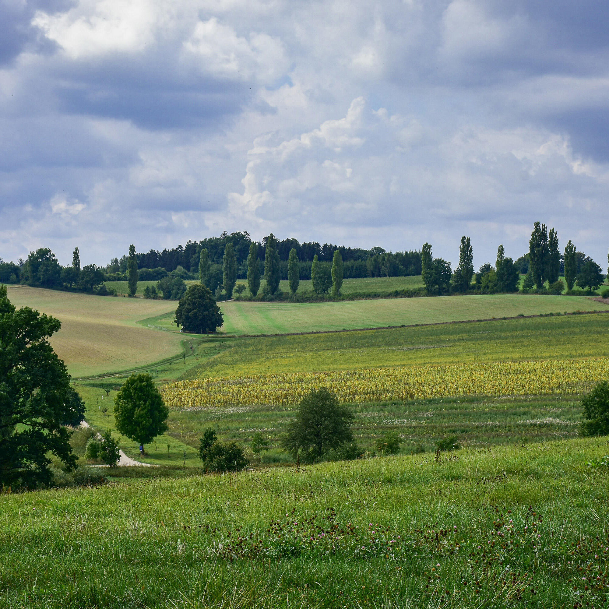 Релиз 山林清风 自然放松乐韵沉浸舒缓放松