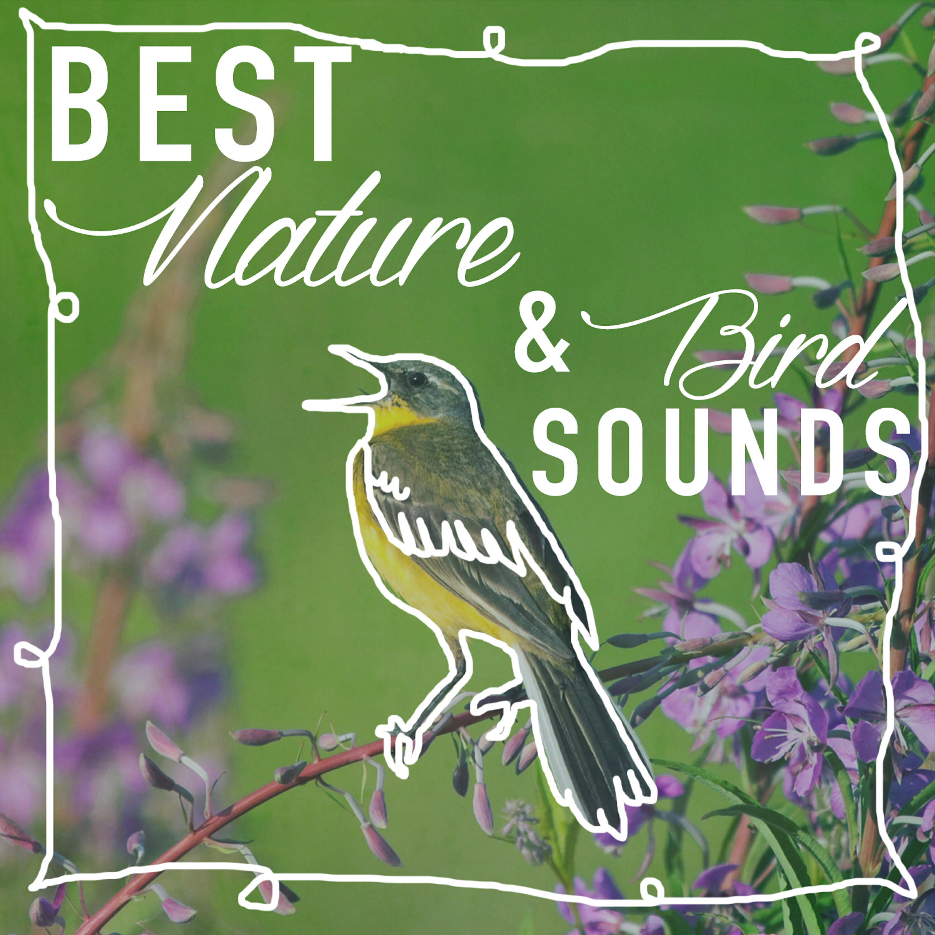 Best Nature Sounds for Relaxing