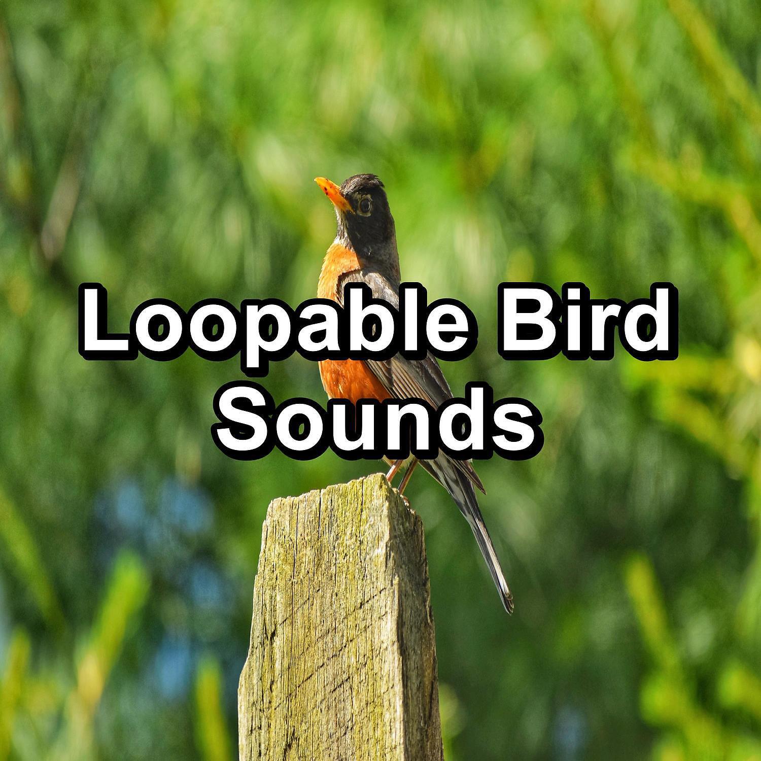 Релиз Loopable Bird Sounds
