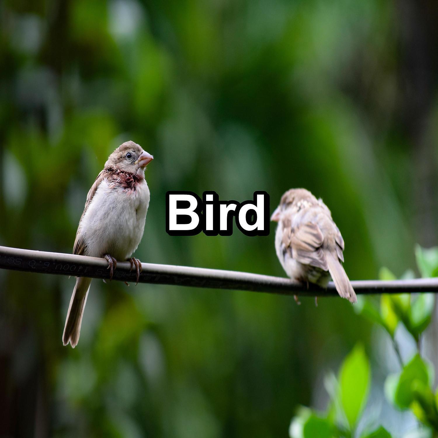 Релиз Bird