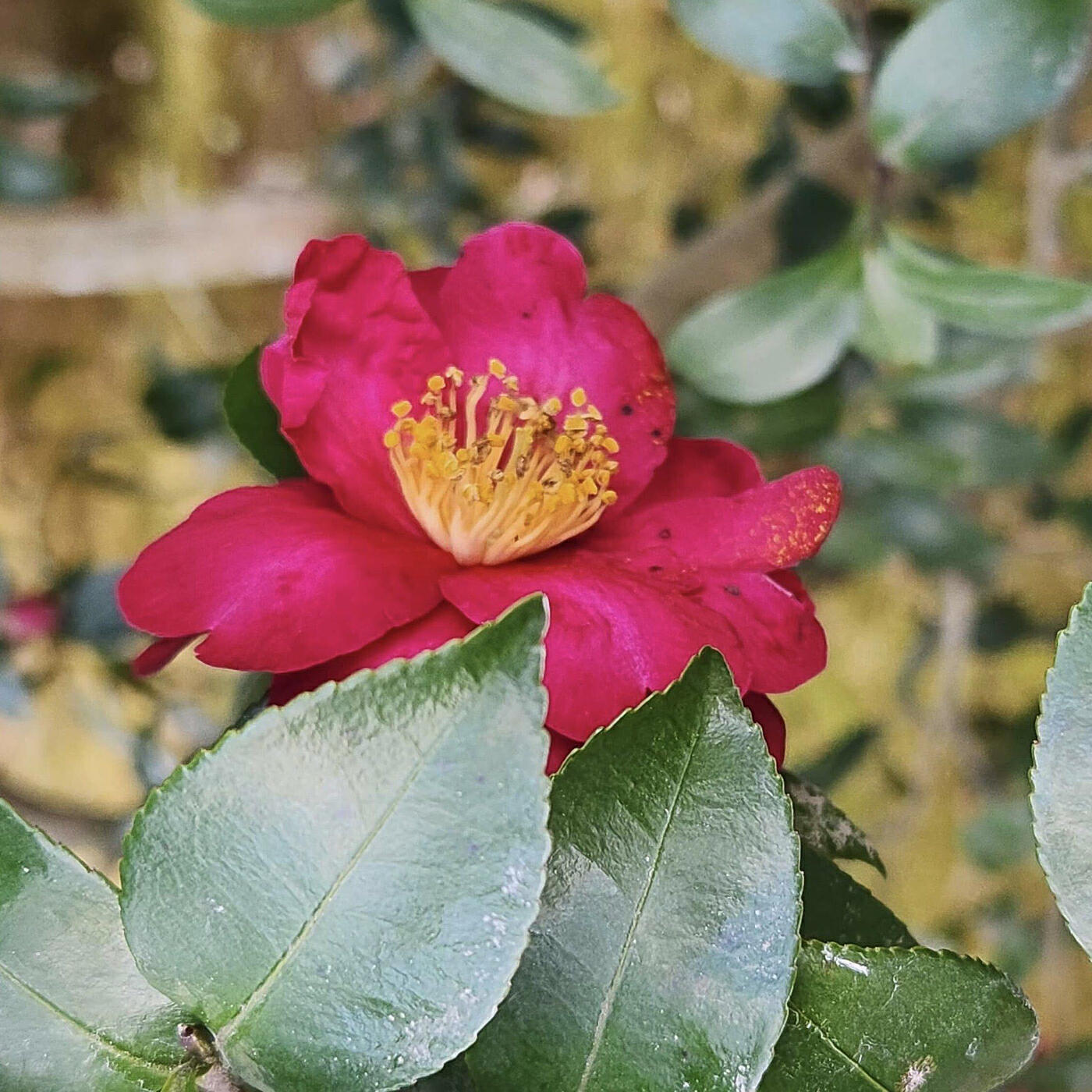 Релиз Flower