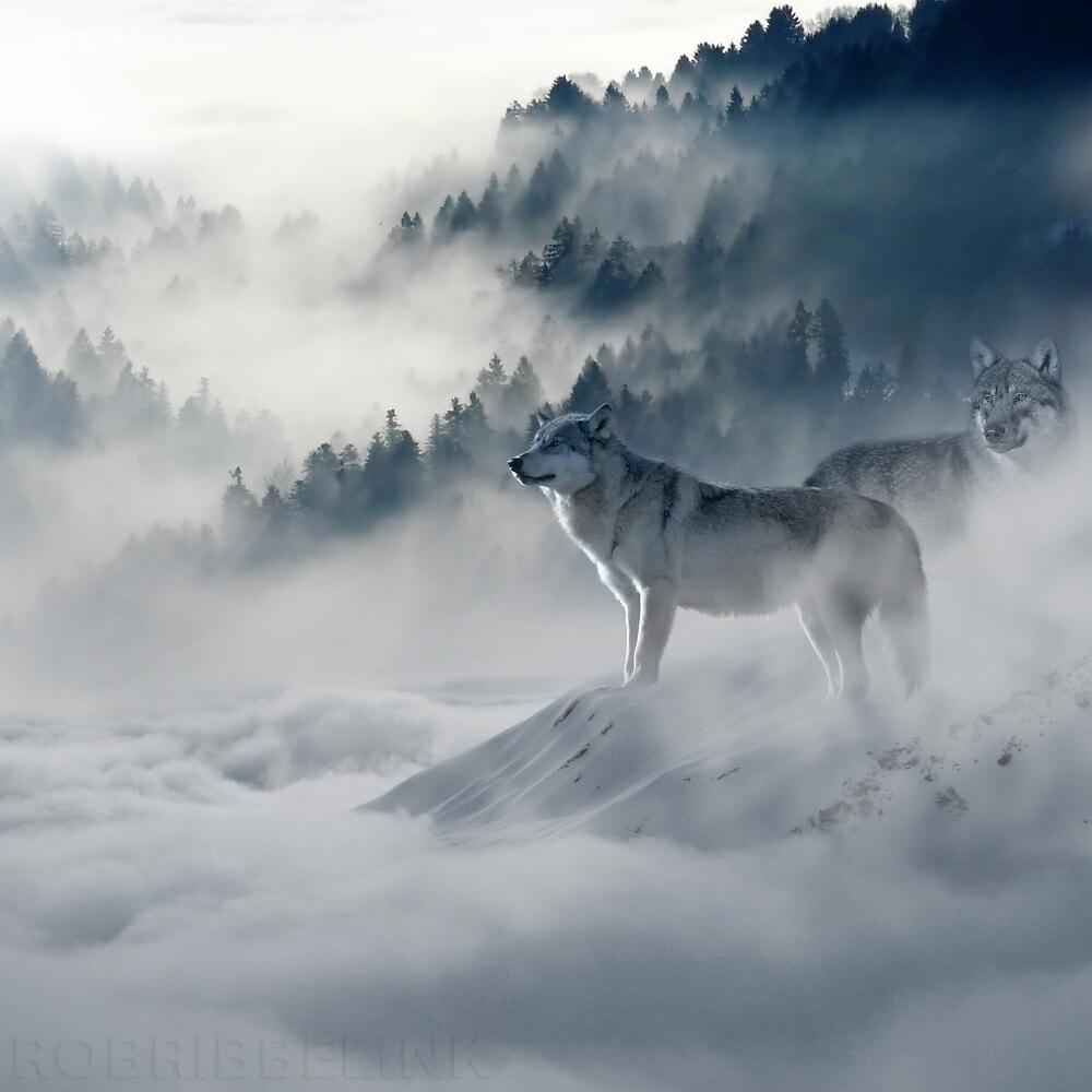 Релиз Don't Feed The Bad Wolf