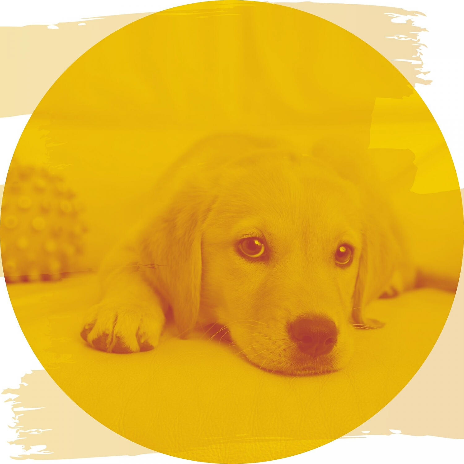 Релиз (Bossa Nova) Music for Calming Dogs