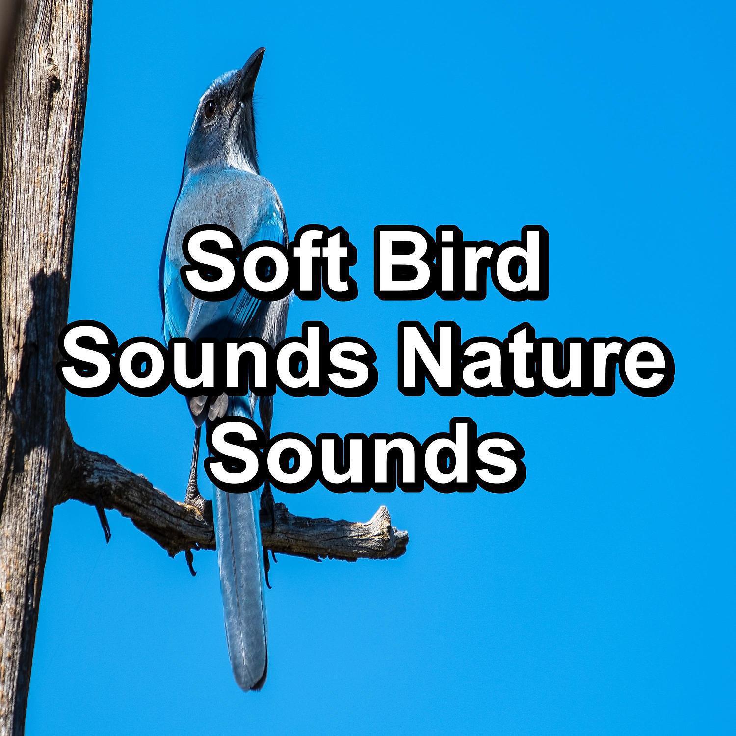 Релиз Soft Bird Sounds Nature Sounds