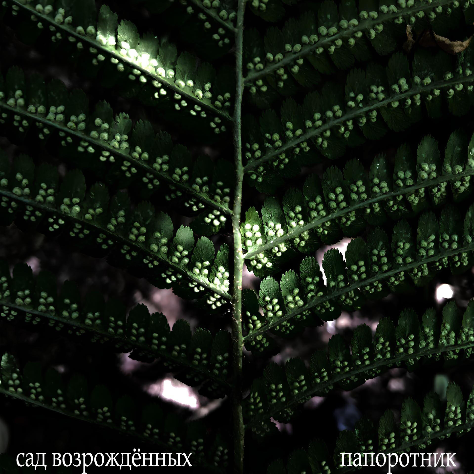 Релиз Папоротник