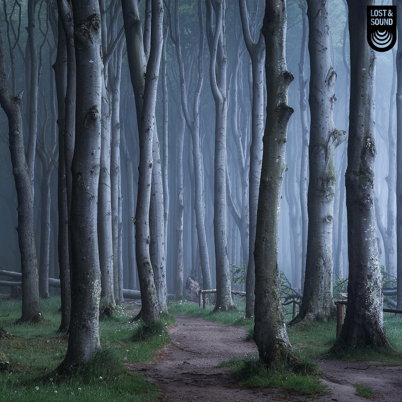 Релиз Nighttime Forest Sounds: Sleep in the Woods, Relaxing Night Peace, and Camping in the Greenwoods
