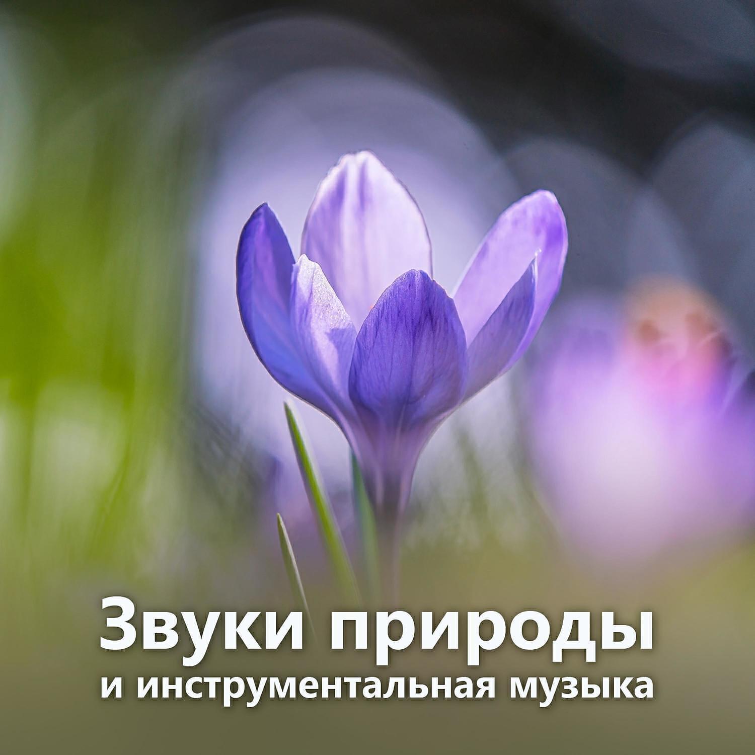 RW Инструментальная музыка со звуками природы
