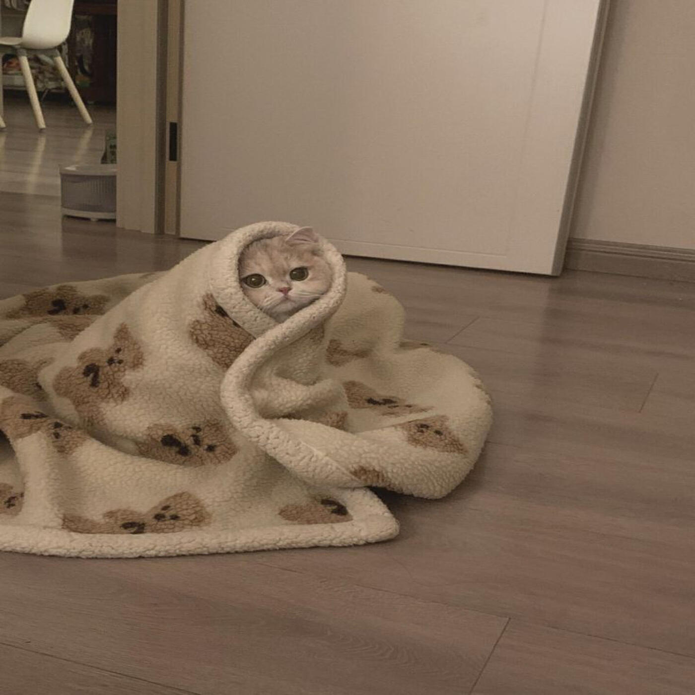 Постер альбома Paws.Reflect