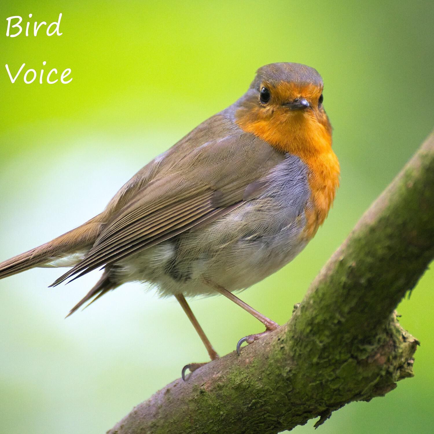 Релиз Bird Voice