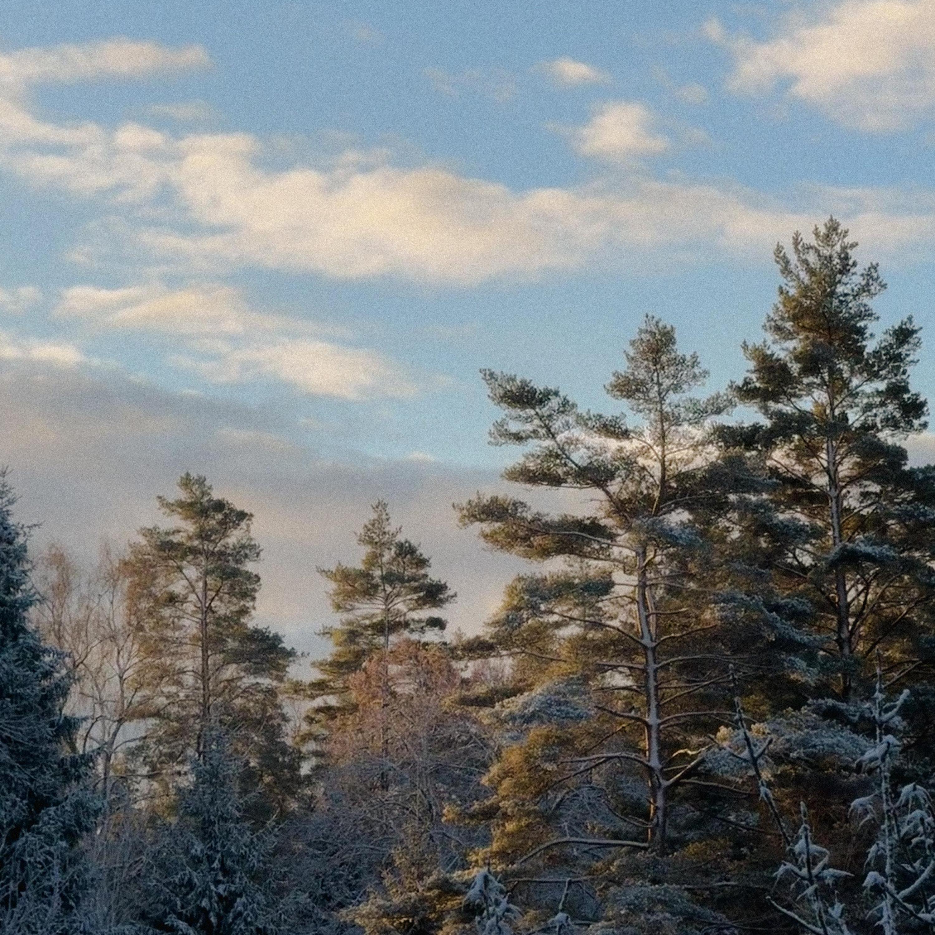 Релиз hillside