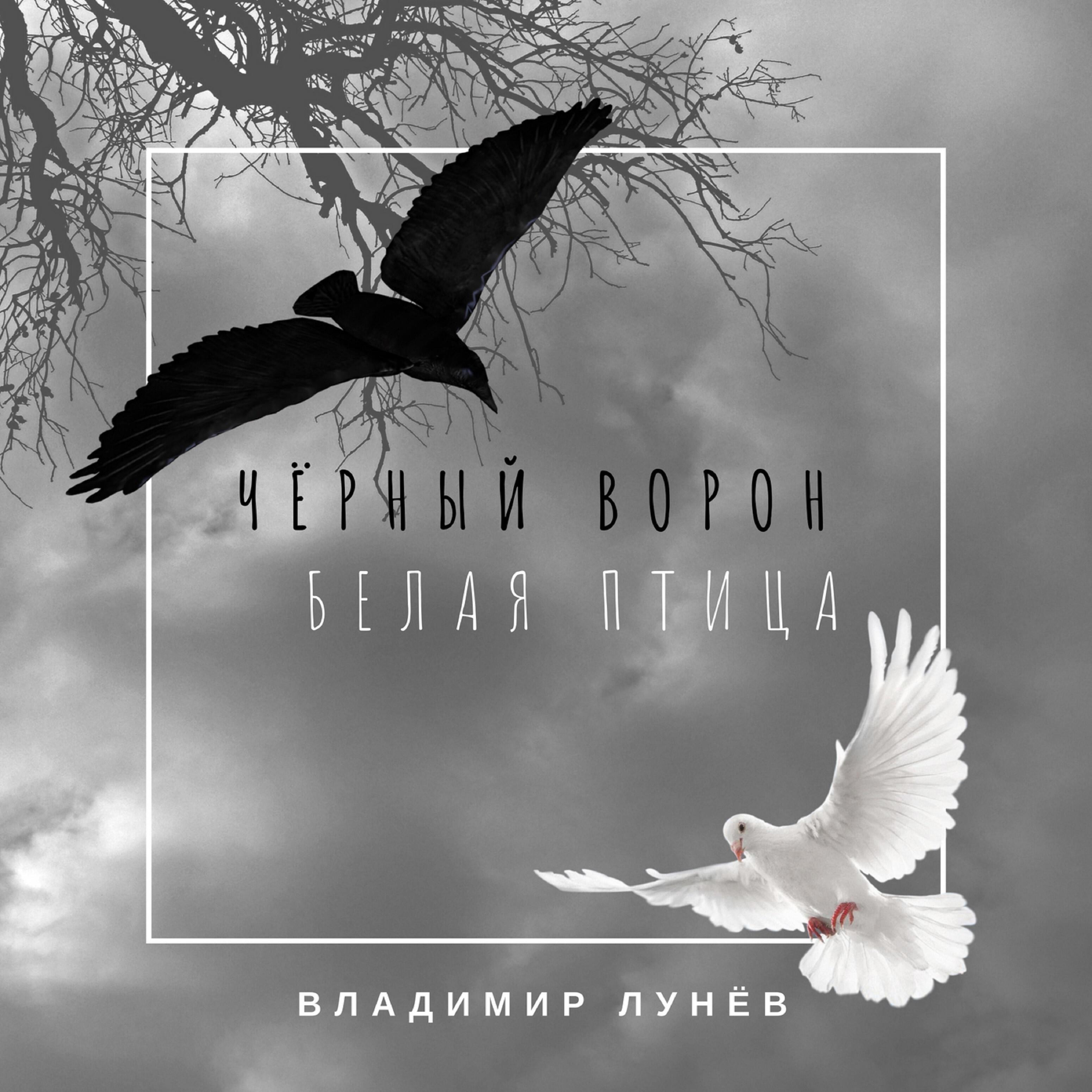 Релиз Чёрный ворон, белая птица