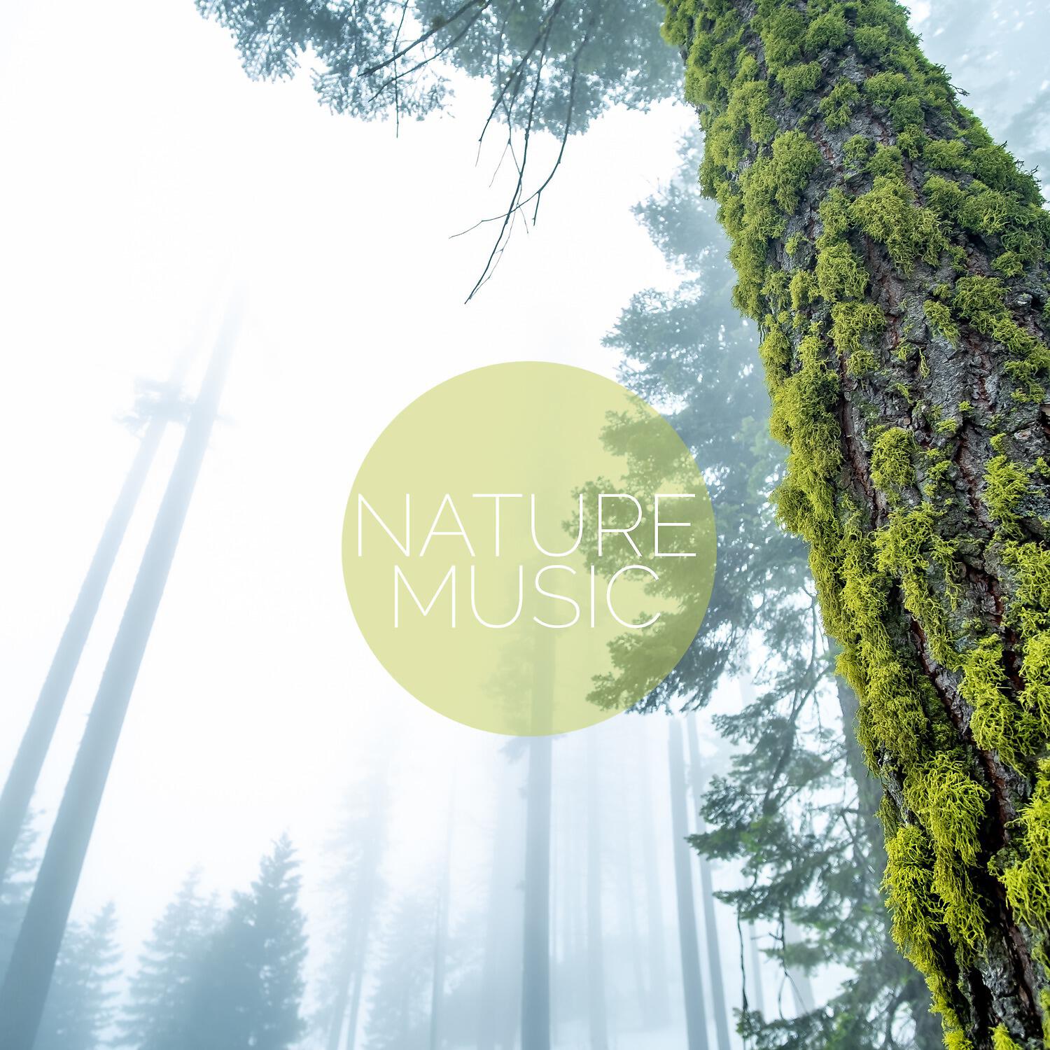 Релиз Nature Music