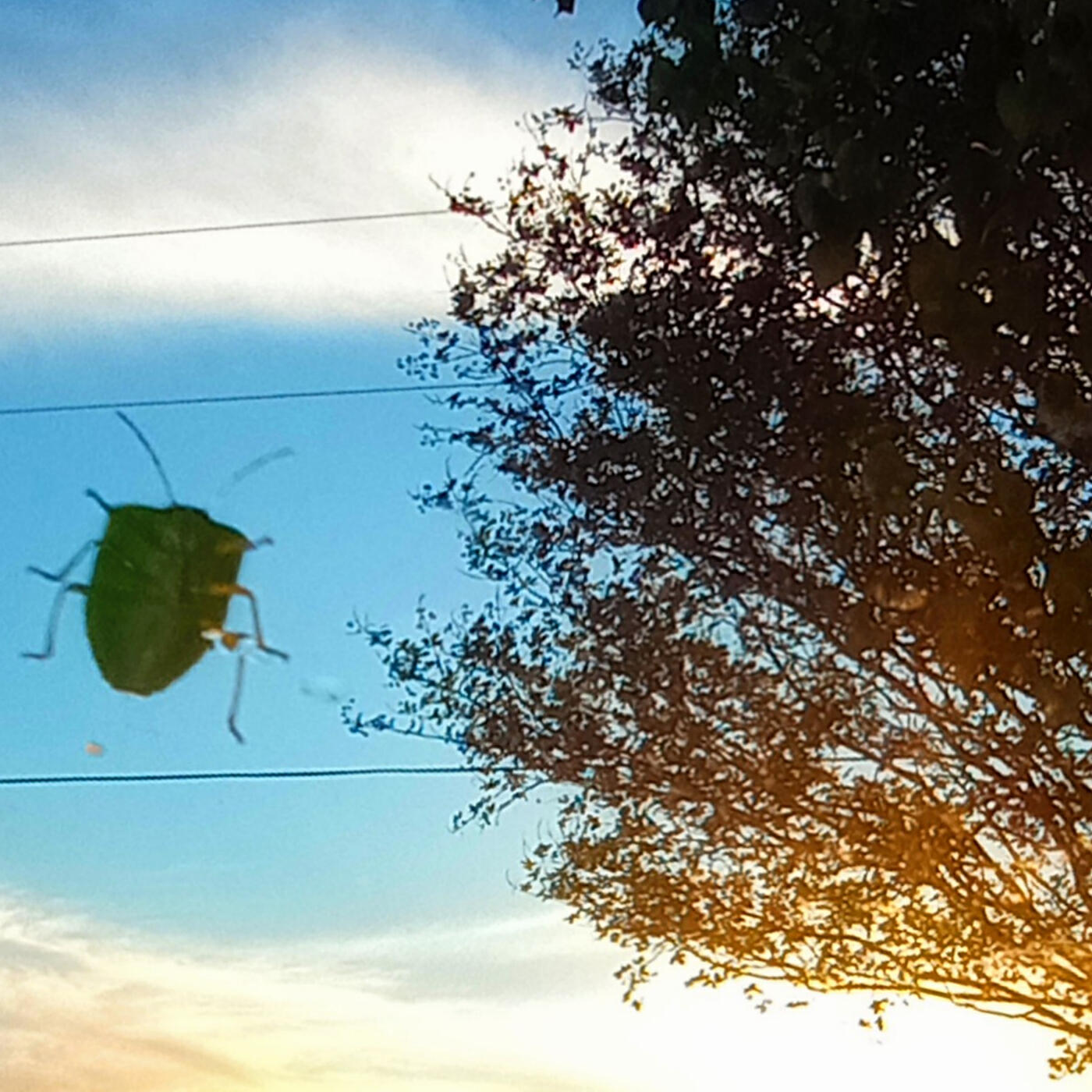 Waved Light Fly
