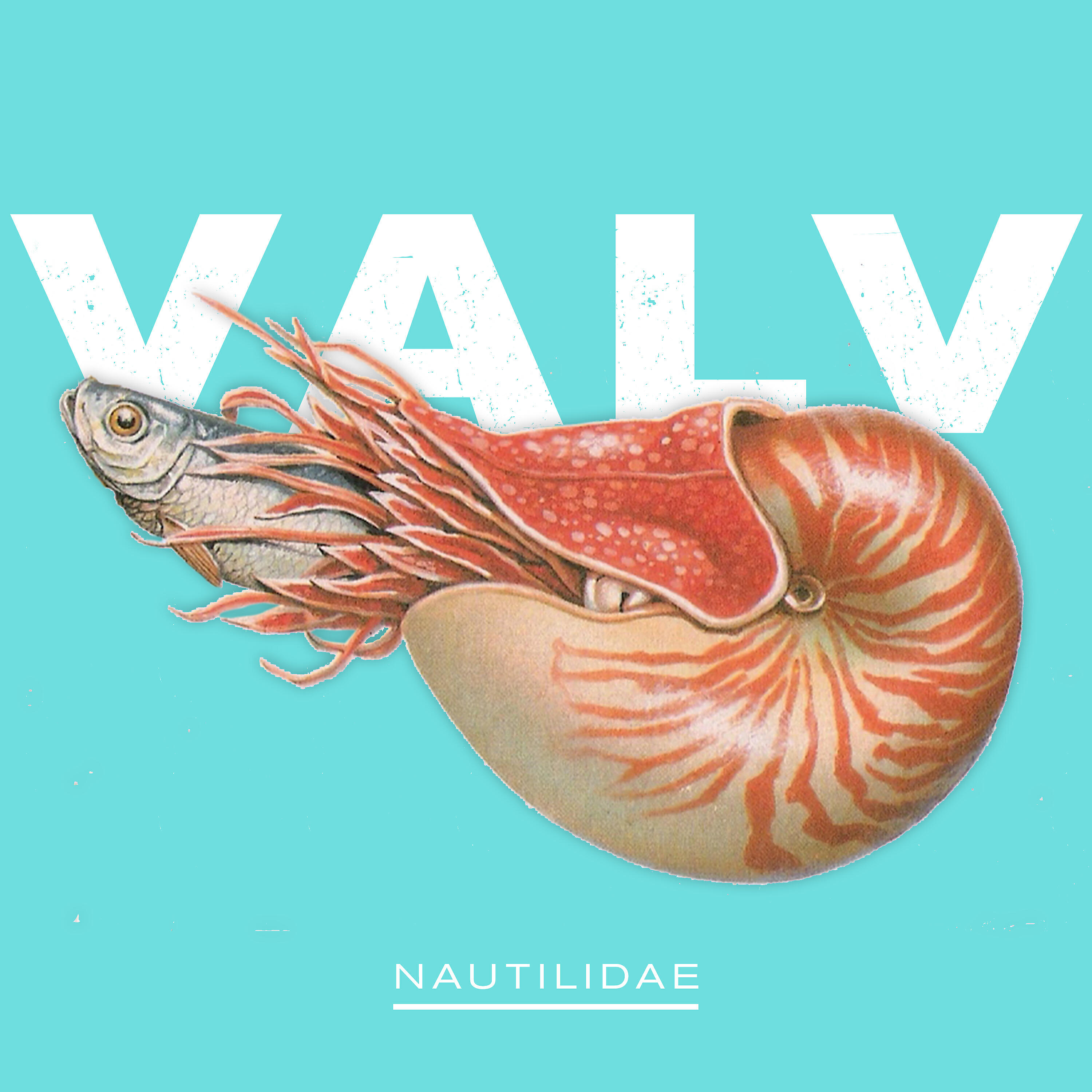 Релиз Nautilidae
