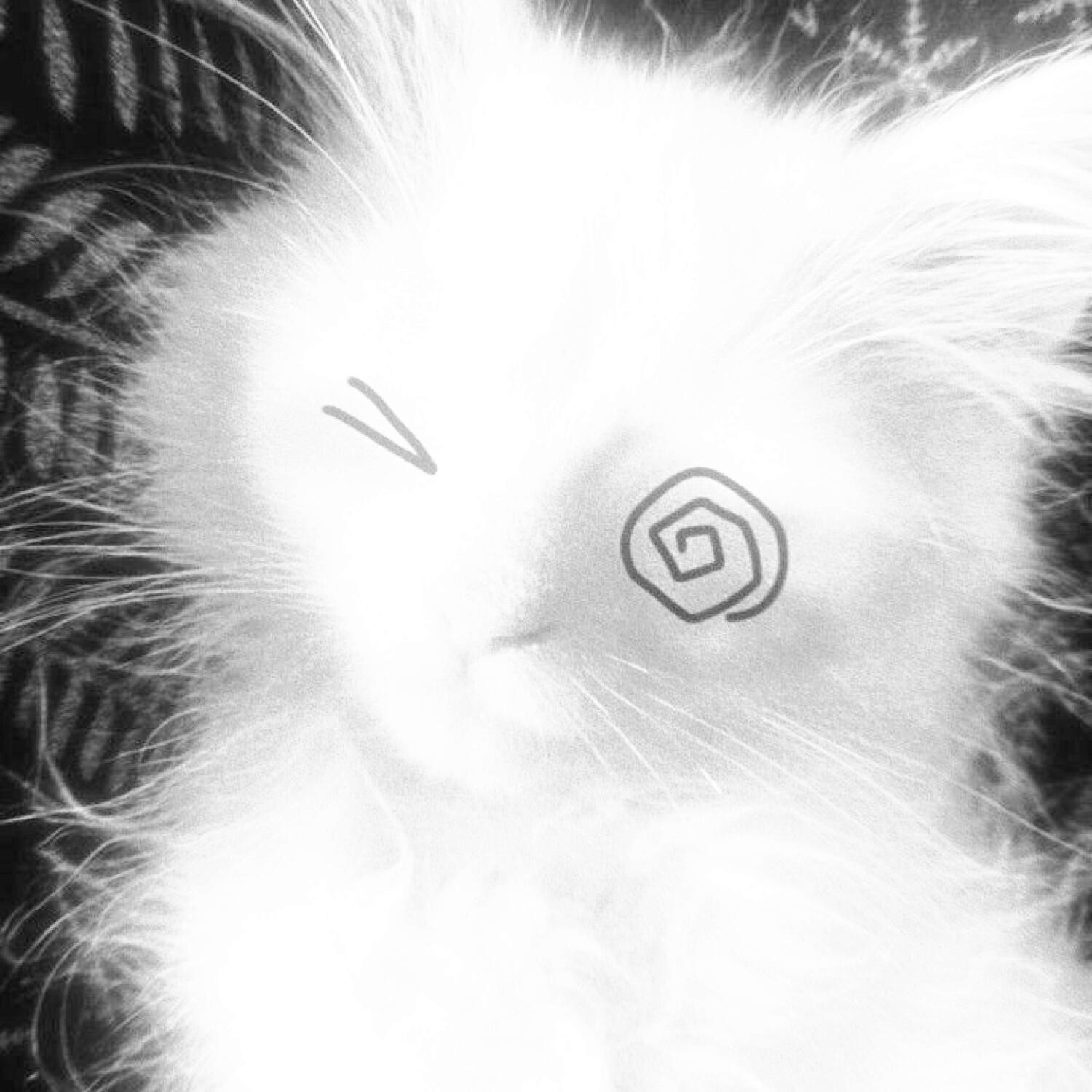 Релиз Missing Cat