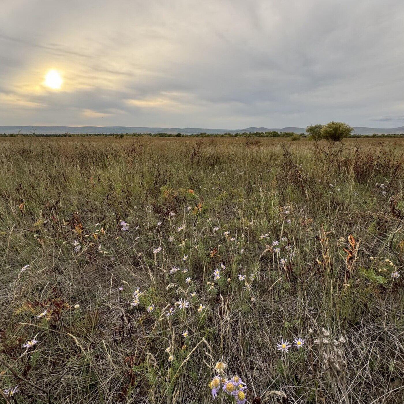 Ирина Петрова