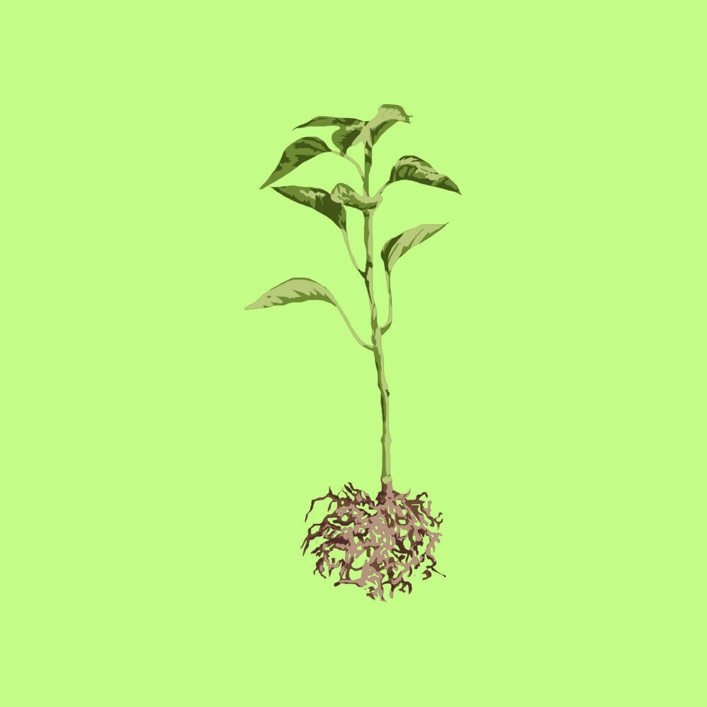Релиз Grassroots