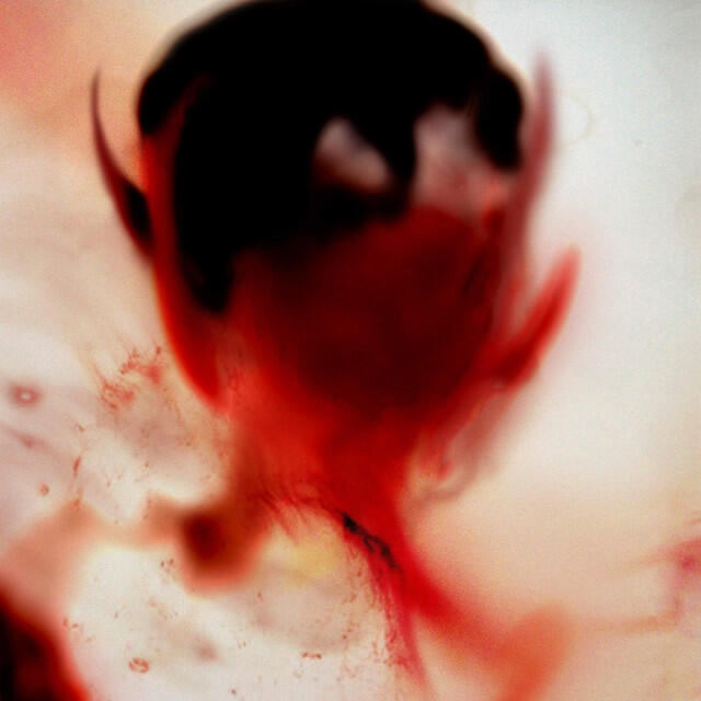 Релиз Portrait of a dying sphinx