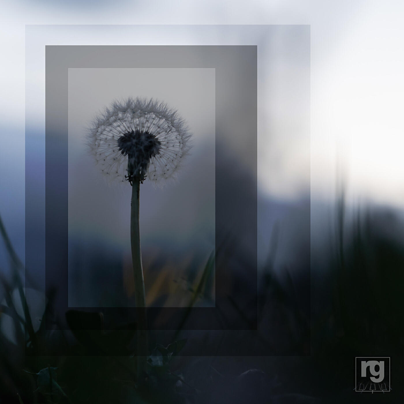 Релиз Dear Dandelion