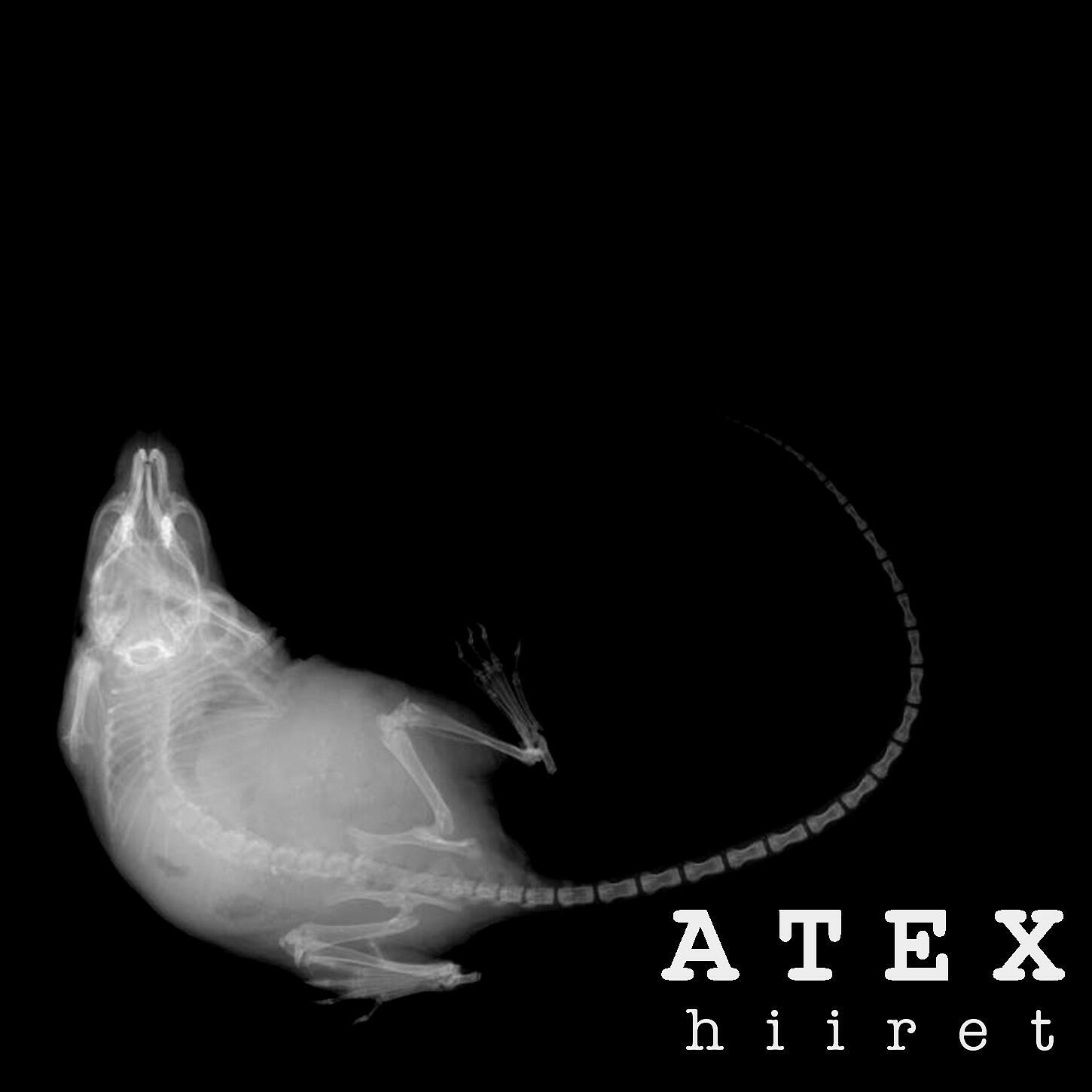 Постер альбома Hiiret