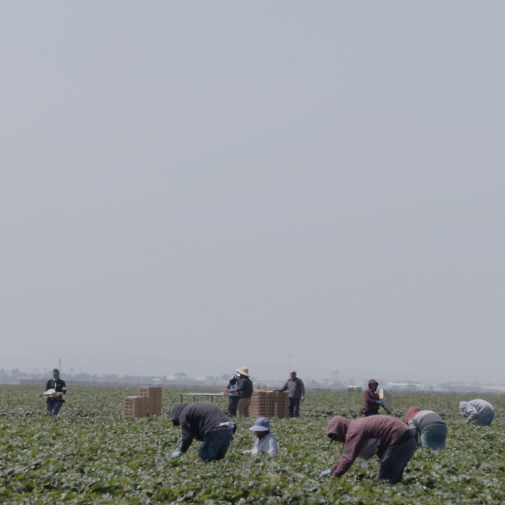 Релиз Campo de Fresas