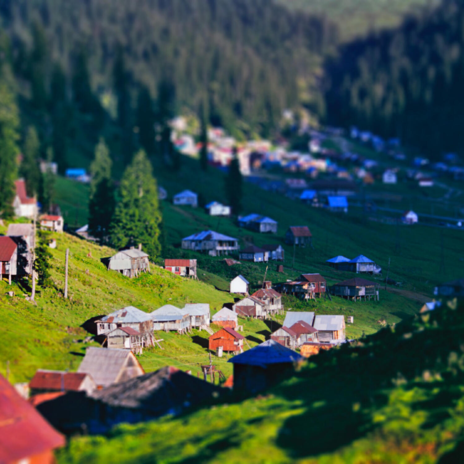 გიტარისტთა ტრიო
