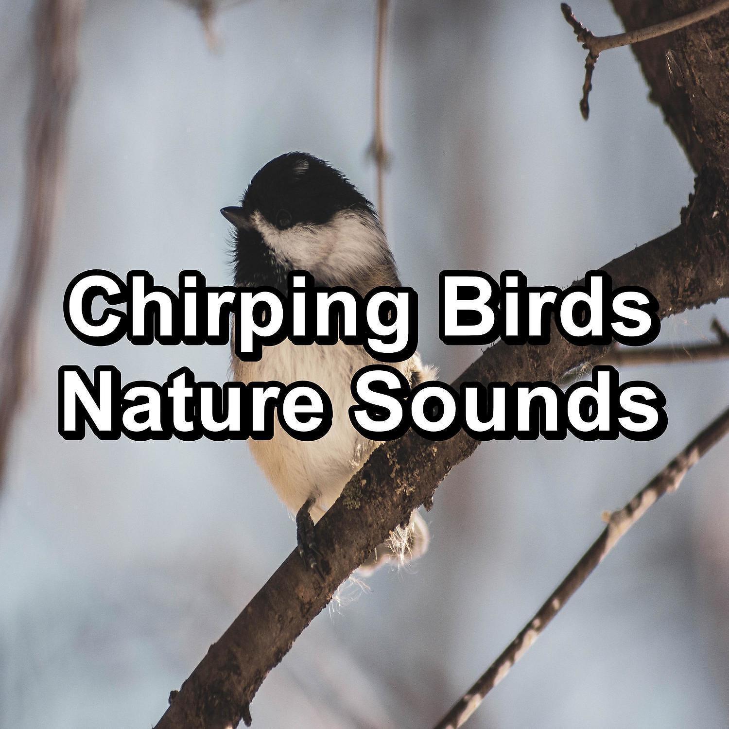 Relax Bird Sounds