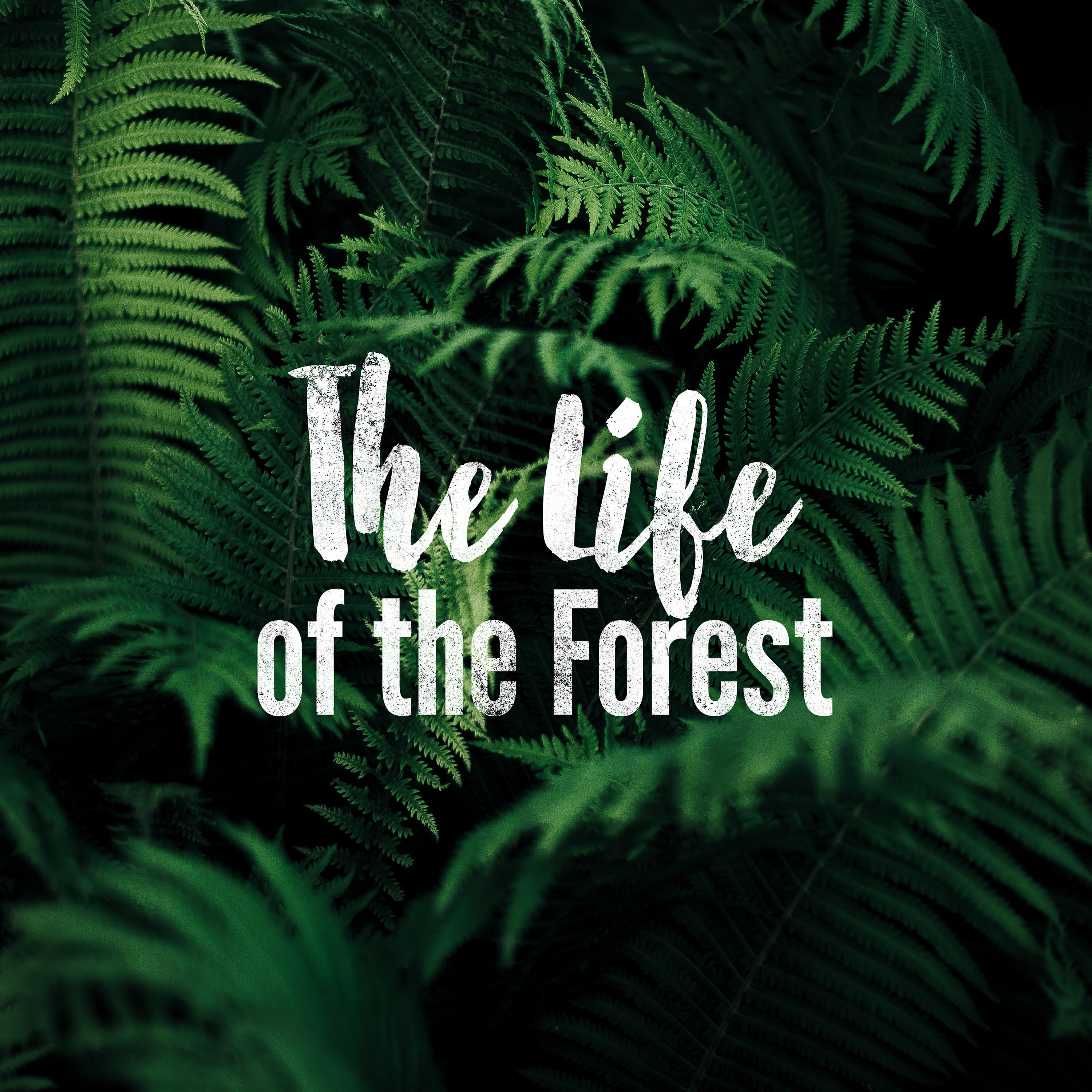 Релиз The Life of the Forest