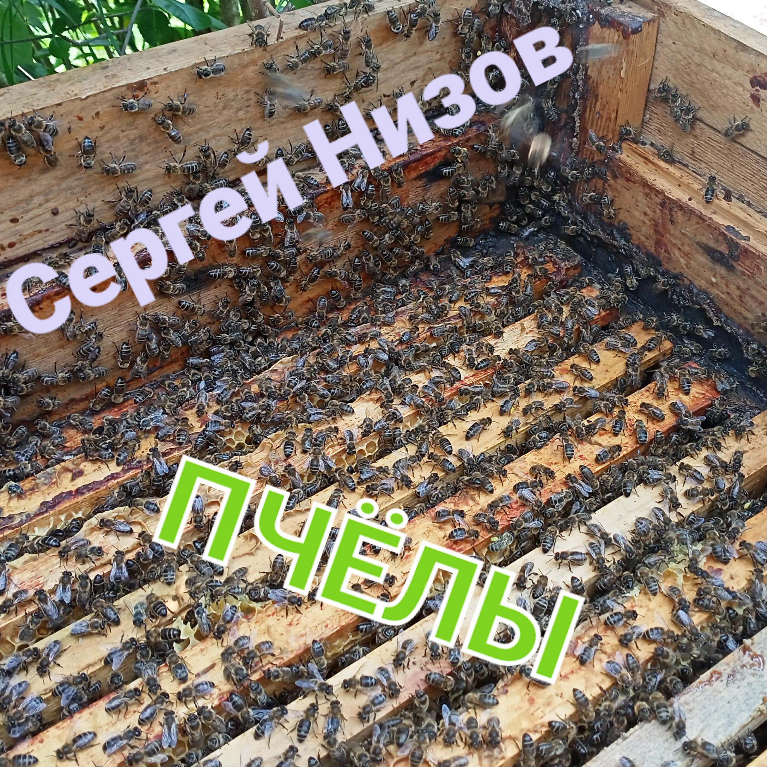 Релиз Пчёлы