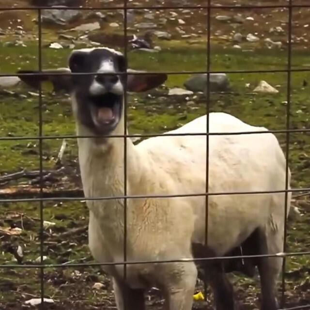 Релиз Goat Sound Effect (FREE).wav