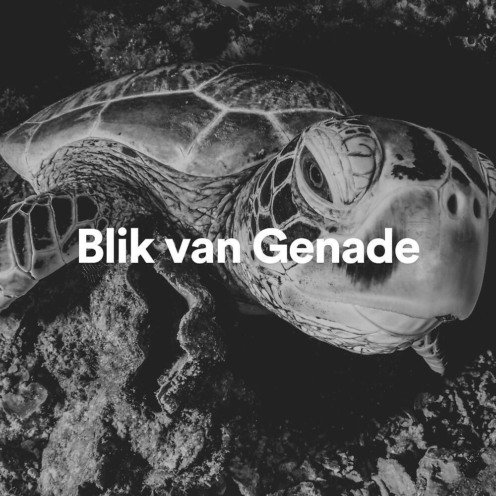 Релиз Blik Van Genade