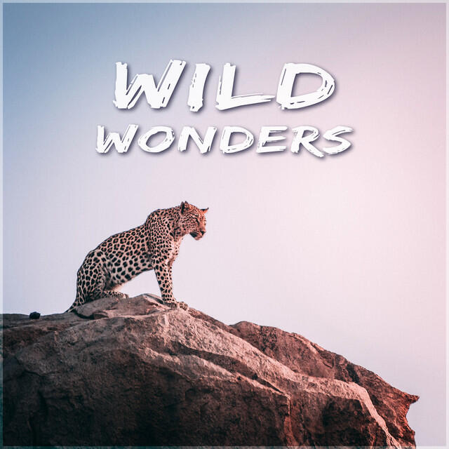 Релиз Wild Wonders