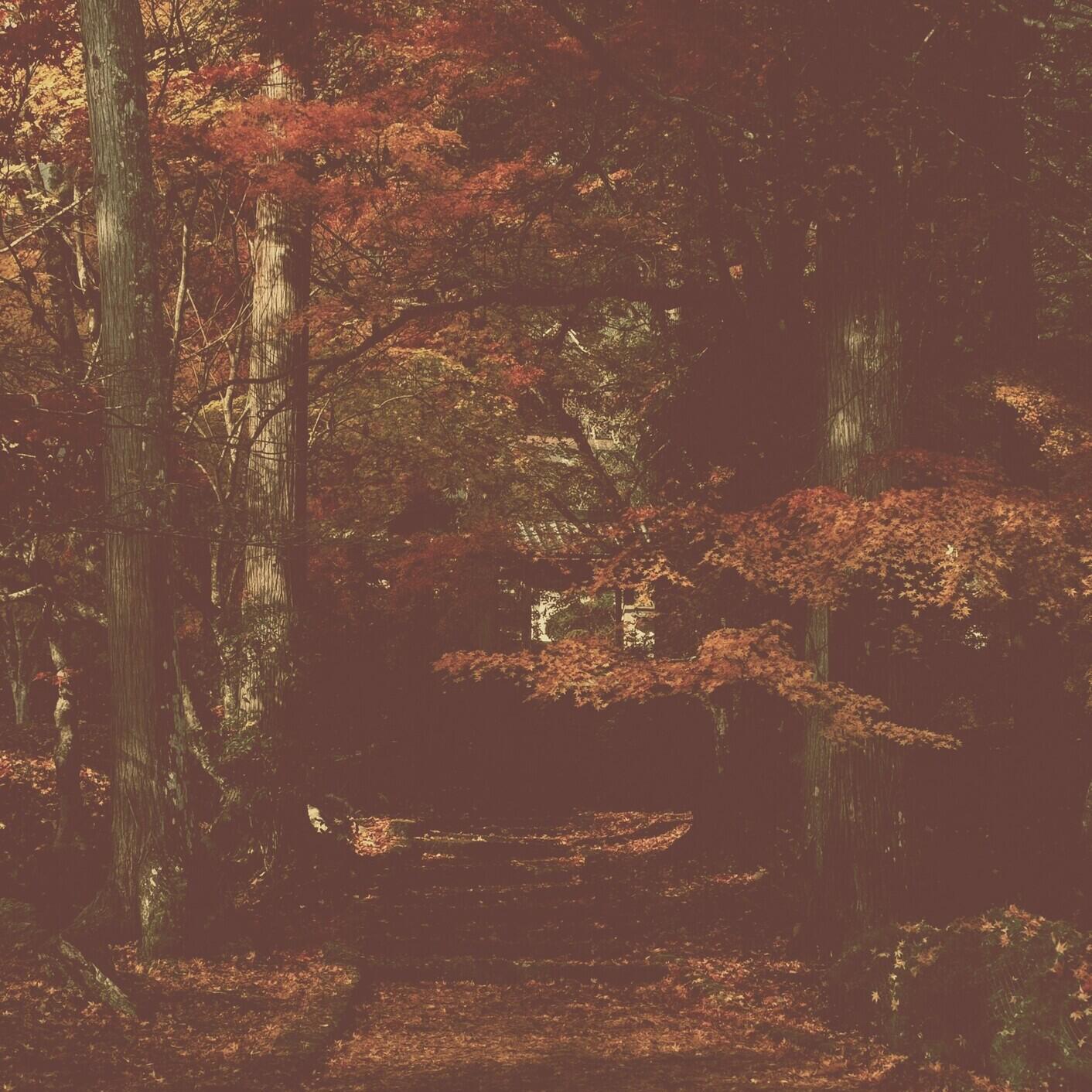 Релиз Spring Forest