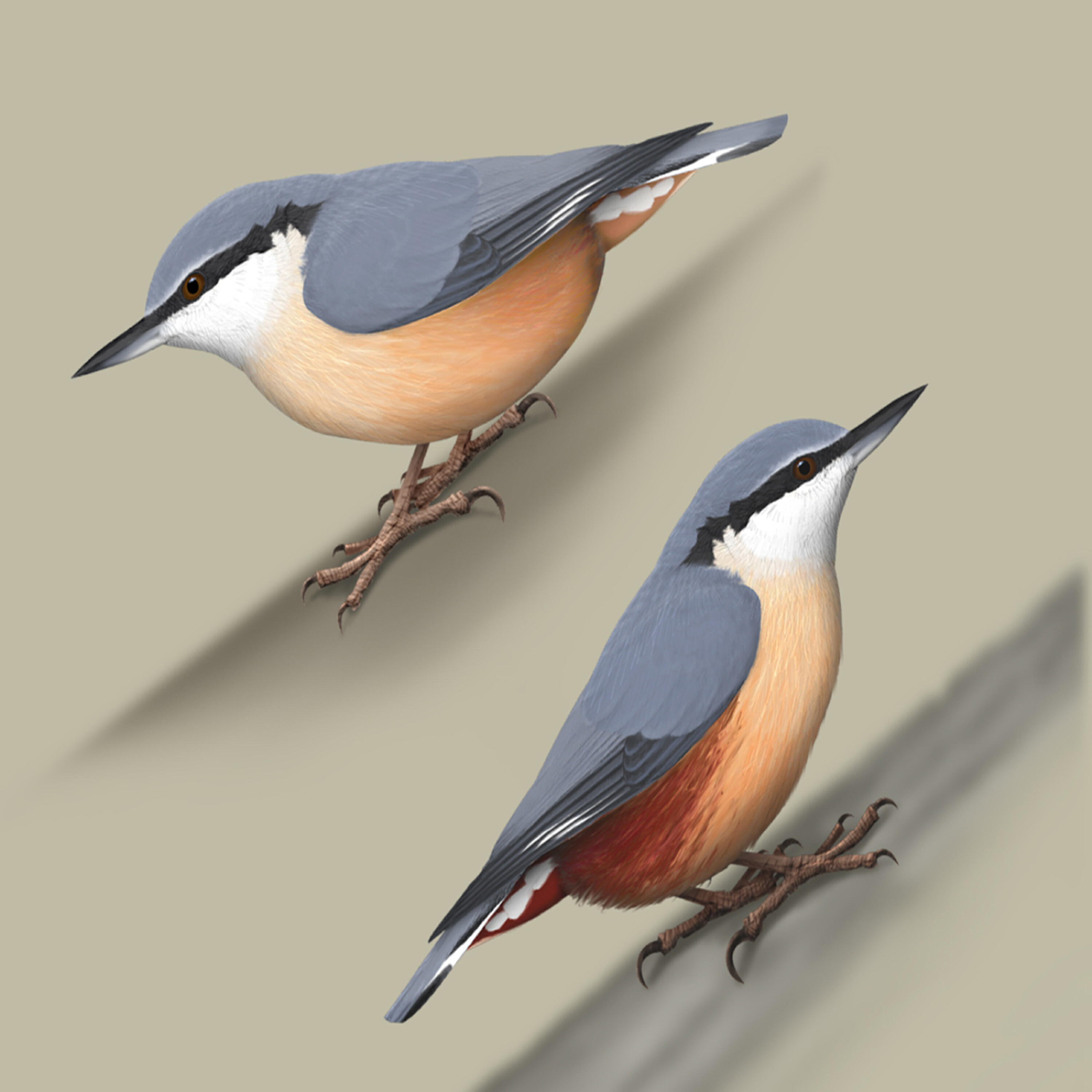 Трек Bird sounds - Nuthatch