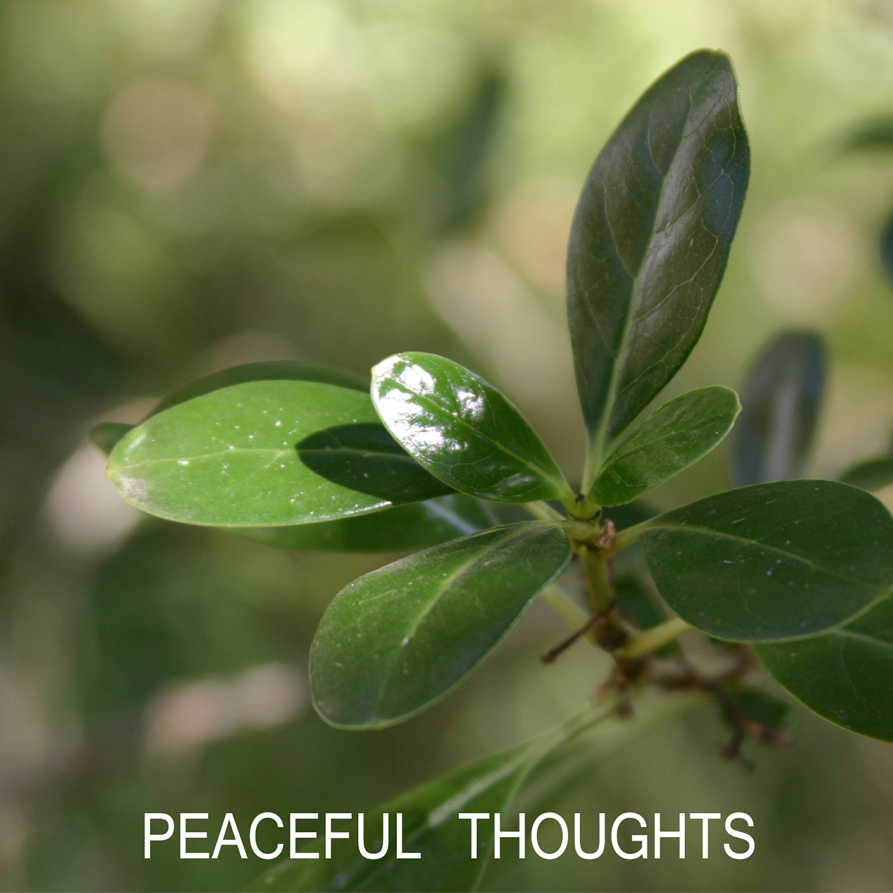 Постер альбома Peaceful Thoughts
