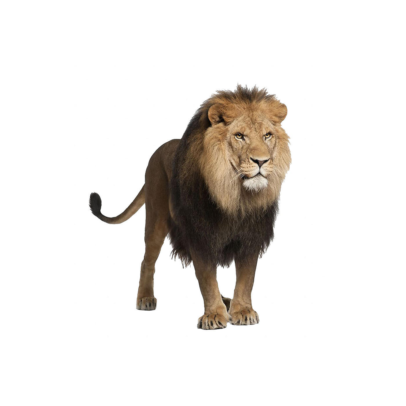 Релиз Lion Kings
