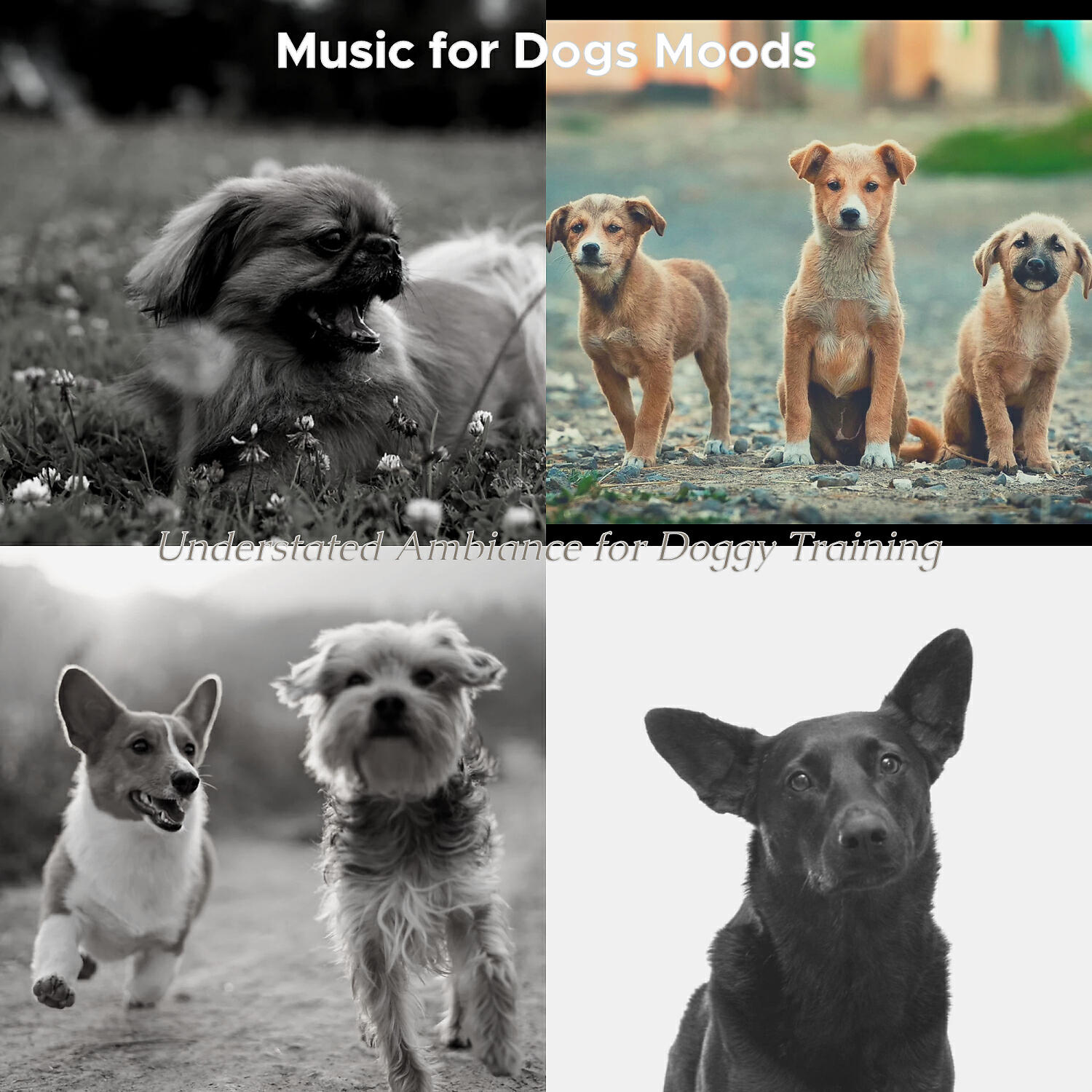 Релиз Understated Ambiance for Doggy Training
