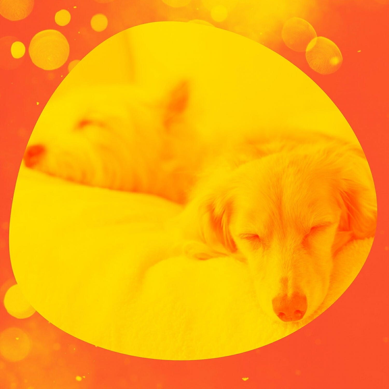 Separation Anxiety Dog Music