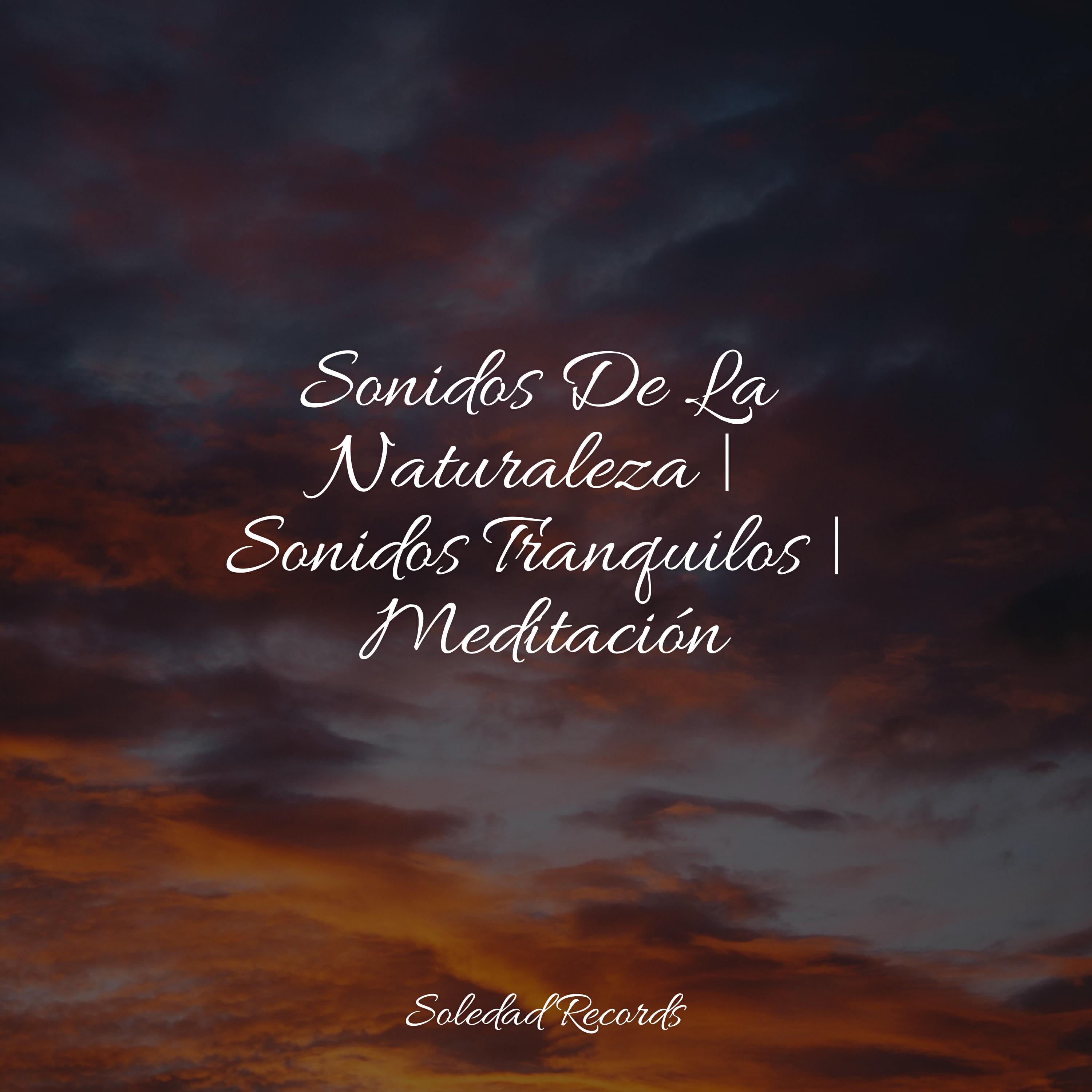 Релиз Sonidos De La Naturaleza | Sonidos Tranquilos | Meditación