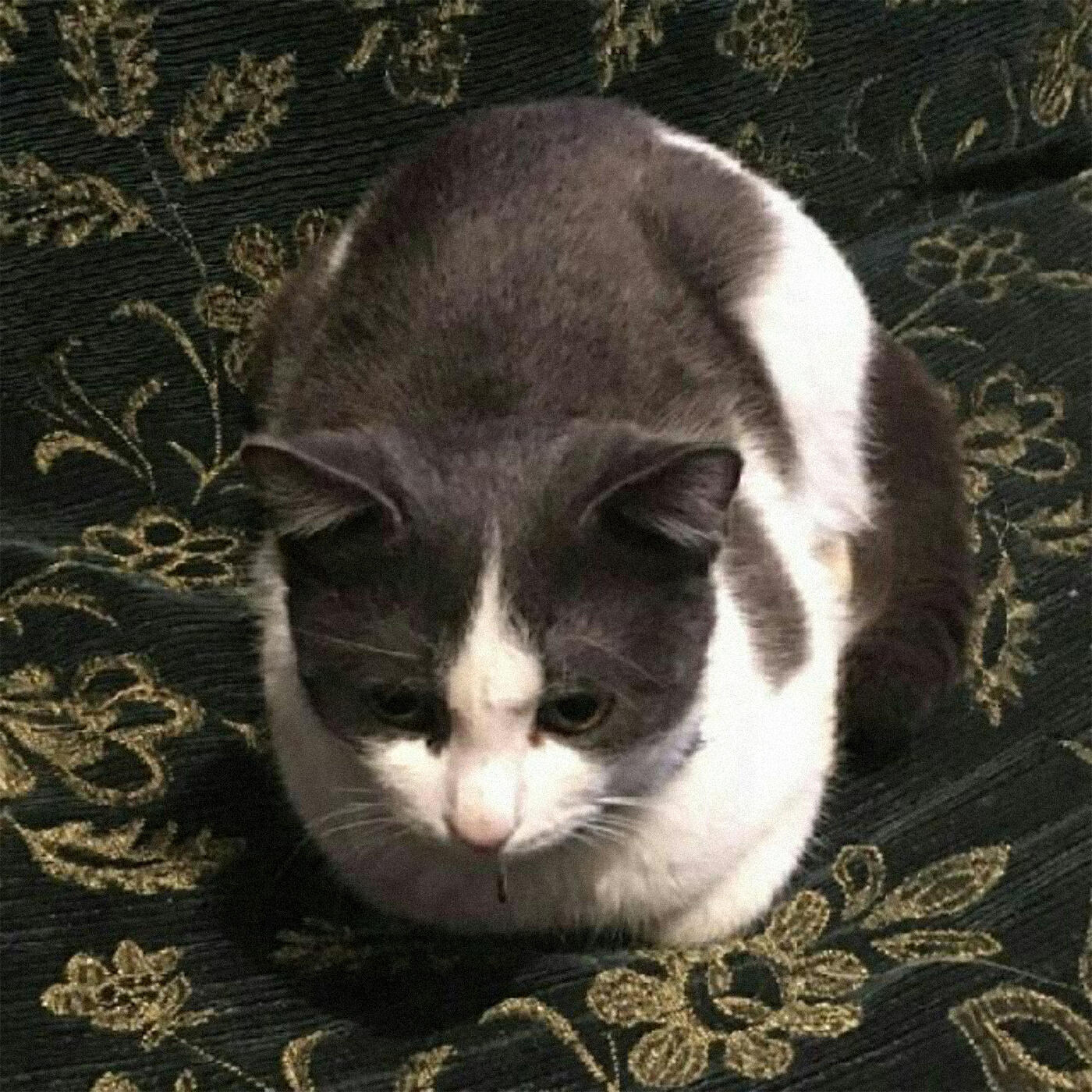 DREVNIY