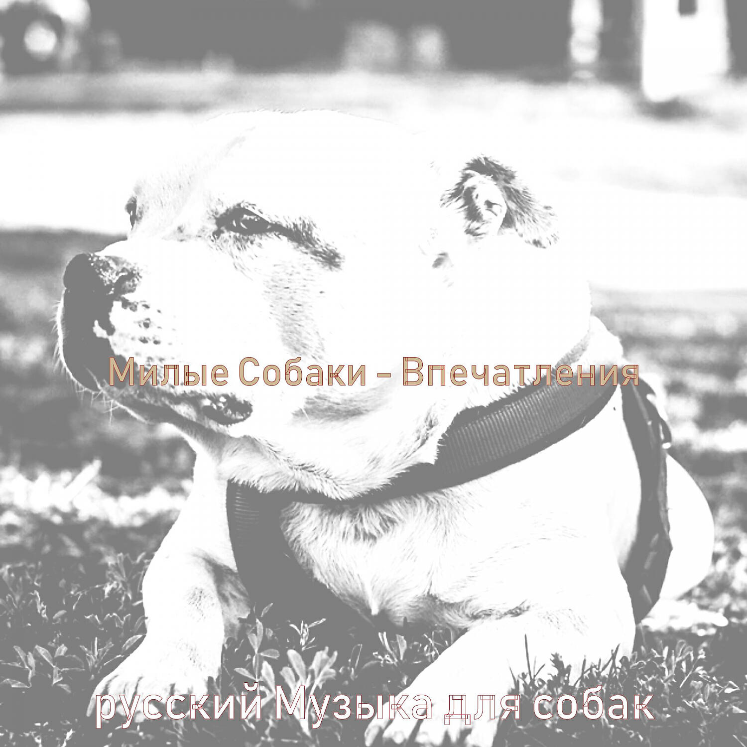 Релиз Милые Собаки - Впечатления