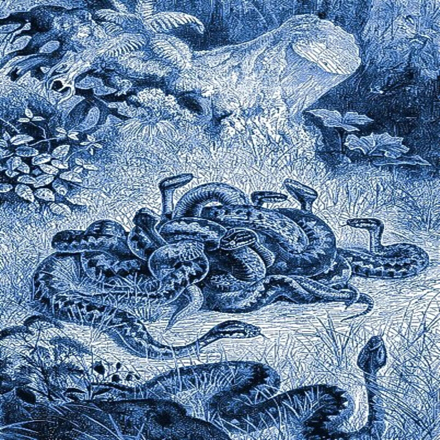 Релиз Nest Wit the Snakes