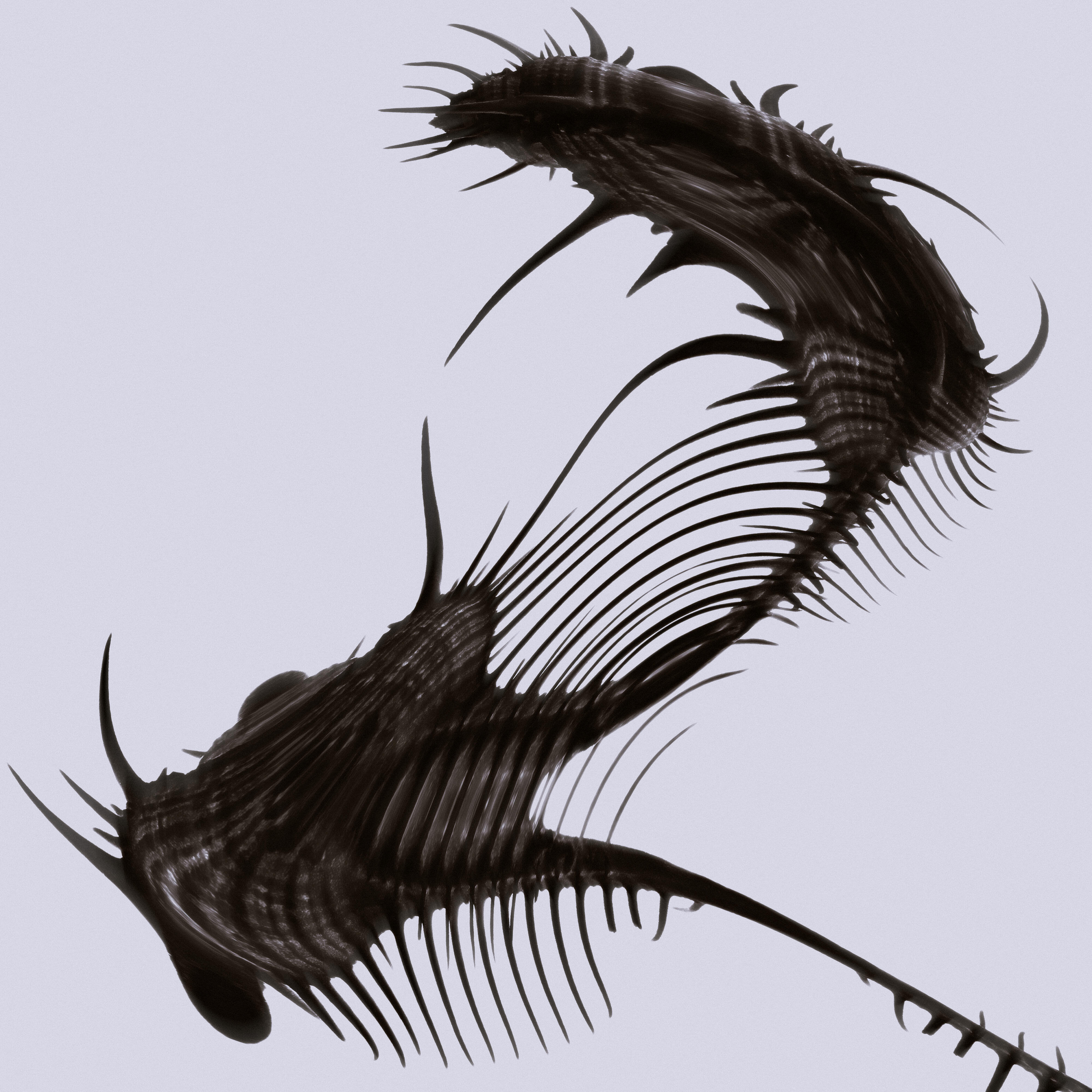 Релиз Affinity Bond