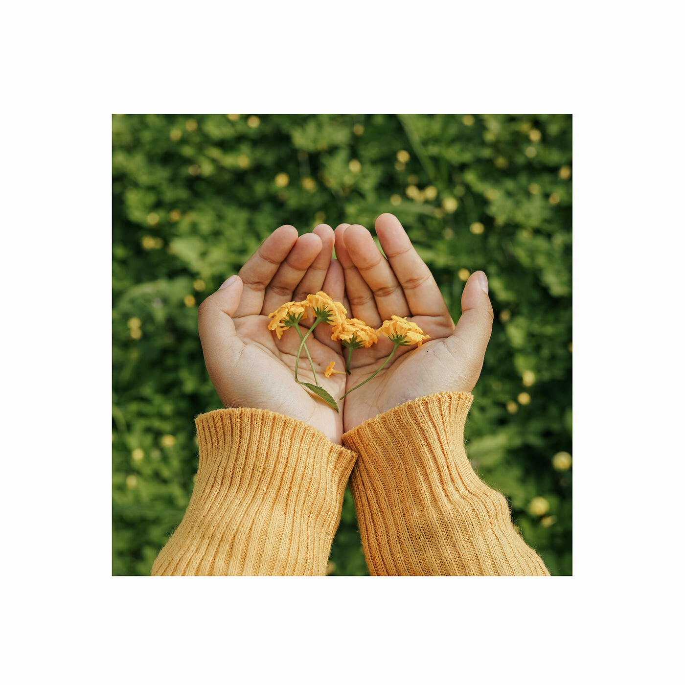 Релиз Fleurs