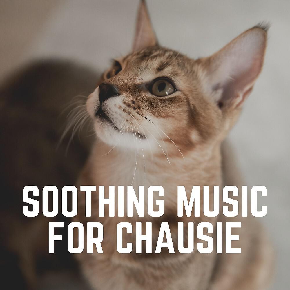Постер альбома Soothing Music for Chausie