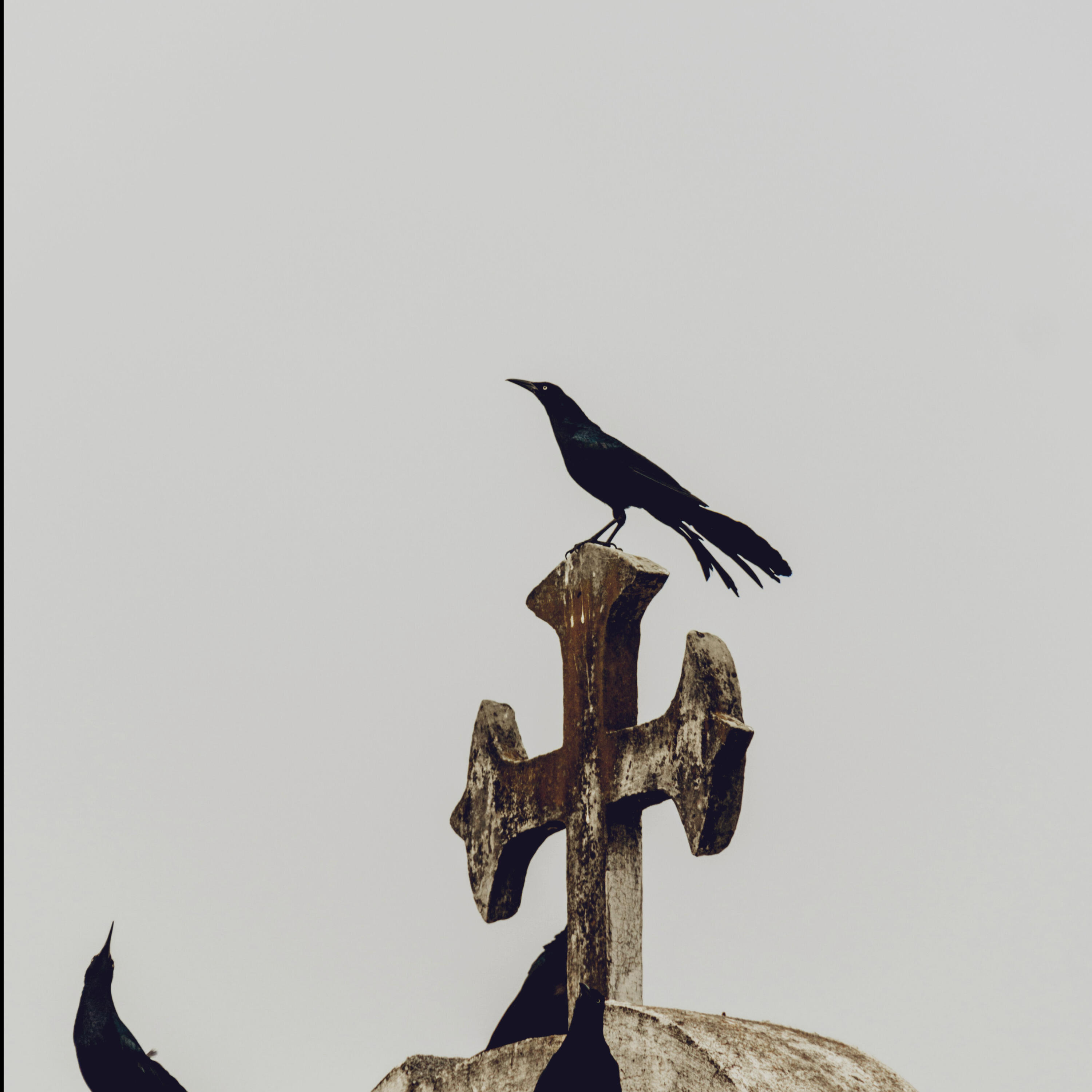 Релиз Falso deus : Interlude