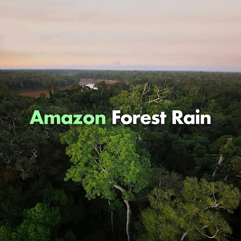 Релиз Amazon Forest Rain