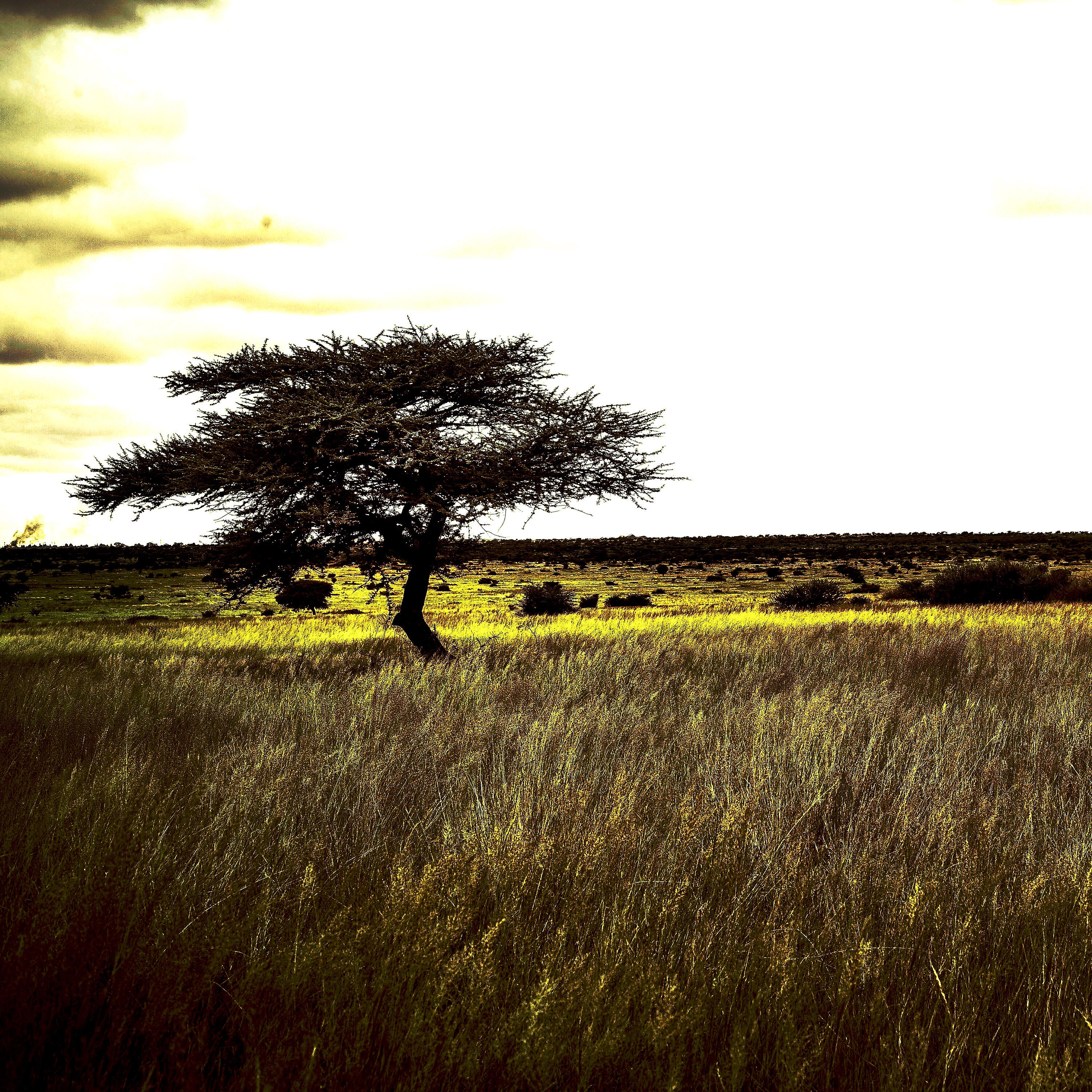 Релиз !Xhole Kae - This Land